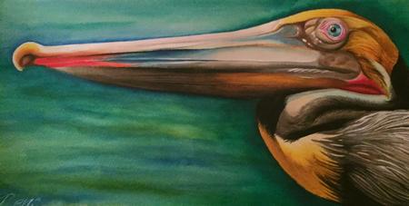 Art Galleries - brown pelican - 104278